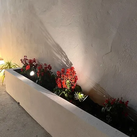 Raizes Al * Povoacao (Sao Miguel)